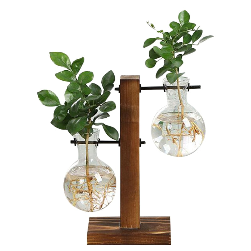 hydroponic glass planter Terrarium Hydroponic Plant Vases Vintage Flower Pot Transparent Vase W –  Aplus NSG Household Products
